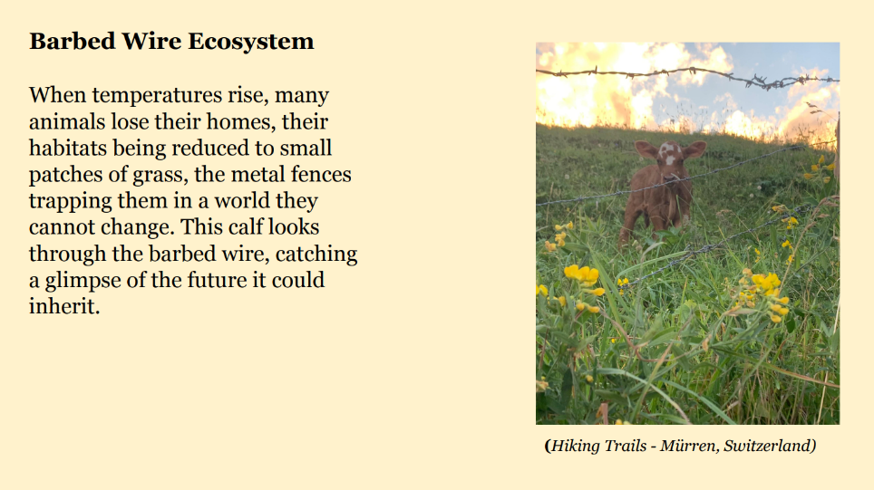 Photo of a small brown and white cow standing behind a barbed wire in a grassy field. Caption: Hiking Trails - Mürren, Switzerland.
 Text: Barbed Wire Ecosystem. When temperatures rise, many 
animals lose their homes, their 
habitats being reduced to small 
patches of grass, the metal fences 
trapping them in a world they 
cannot change. This calf looks 
through the barbed wire, catching 
a glimpse of the future it could 
inherit.